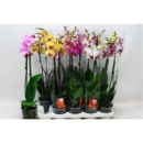 Phalaenopsis 2 Rispen Mix