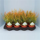 Euphorbia tirucalli