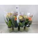 Phalaenopsis midi 2 Rispen Mix