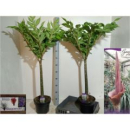 Amorphophallus konjac