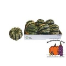 Cucurbita pepo 'Sweet Dumpling'