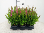 Lythrum salicaria