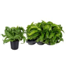 Asplenium antiquum 'Hurricane'