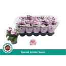 Chrysanthemum 'Artistic Rosy'