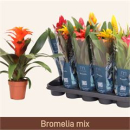 Bromelia gemischt