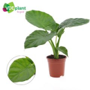Alocasia macrorrhizos