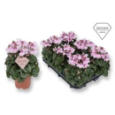 Cyclamen 'Petticoat'