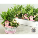 Pflanzenmix im Blechtopf- rund