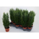 Chamaecyparis laws. 'Ellwoodii'
