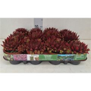 Sempervivum 'Paris Orange/Red'
