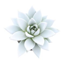 Echeveria gefärbt weiß