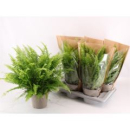 Nephrolepis exal. 'Green Lady'