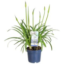 Agapanthus blau