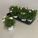 Dianthus 'Oscar White'