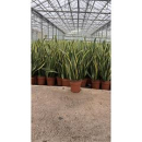 Sansevieria trifa. 'Laurentii'