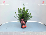 Ozothamnus rosmarin. pink