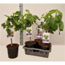Ficus carica