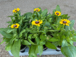Rudbeckia Toto