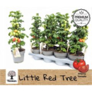 Solanum lyco. "Little Red Tree"