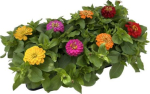 Zinnia Mix