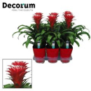 Guzmania  'Hope' mit Übertopf