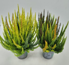 Calluna "Beauty Lady" Colorado Trio Skyline