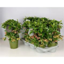 Ardisia crenata rot
