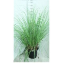 Cortaderia sell. 'Pumila'XXL