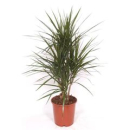 Dracaena marg. verzweigt