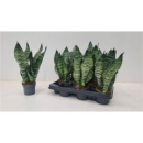 Sansevieria zeylanica