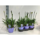 Agapanthus blau