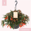 Begonia tuber. Ampel orange