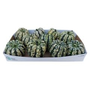 Cucurbita gemischt grün