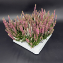 Mini Calluna Twin lila mit Fluffy