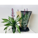 Aechmea 'Blue Rain'