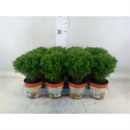 Thuja occid. 'Teddy'