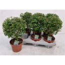 Myrtus communis