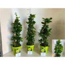 Citrus aurantifolia