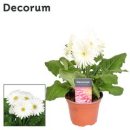 Gerbera weiß