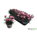 Dianthus 'I Love U'