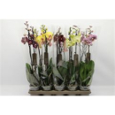Phalaenopsis 2 Rispen Mix