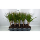 Dracaena marg.
