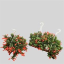 Columnea 'Krakatau' Ampel