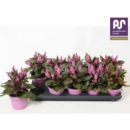 Celosia spic. 'Merida Pink'