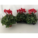 Cyclamen XL rot
