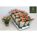 Rosa  'Airbrush Kordana'