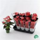 Anthurium andr. rot