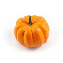Cucurbita  orange Boo