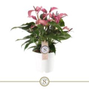 Anthurium andr. 'Zizou' lila