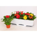 Gerbera  gemischt